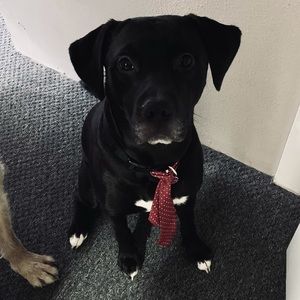 Meet your Posher, Joey